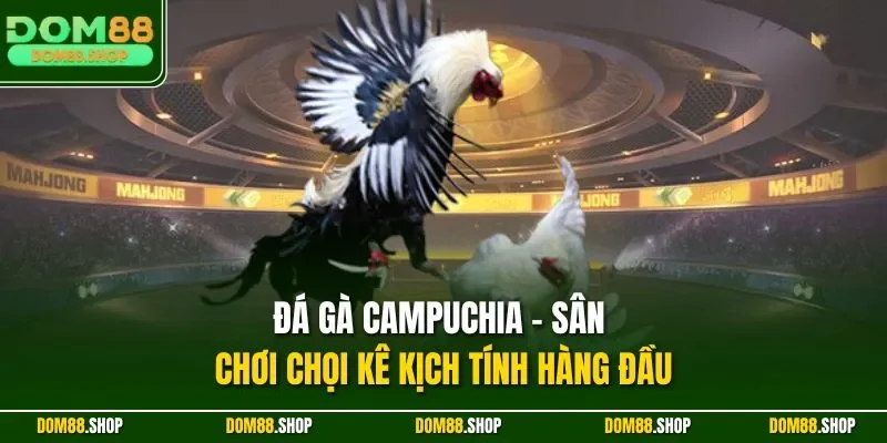 Đá gà Campuchia - Sân chơi chọi kê kịch tính hàng đầu