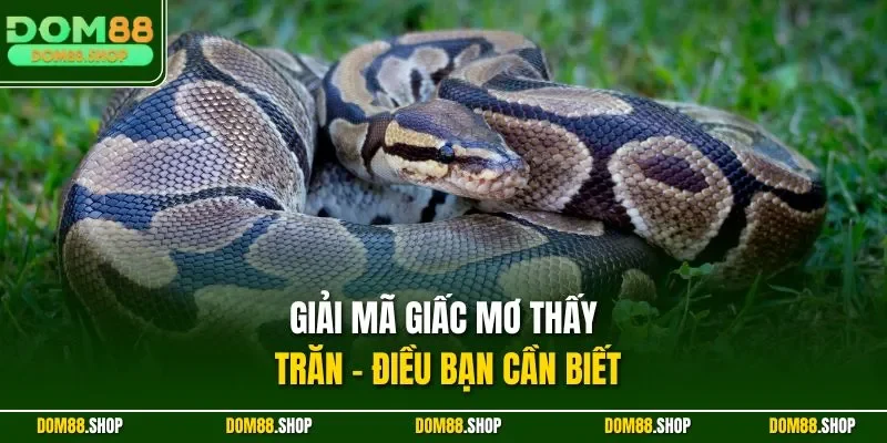 Giải mã giấc mơ thấy trăn - Điều bạn cần biết