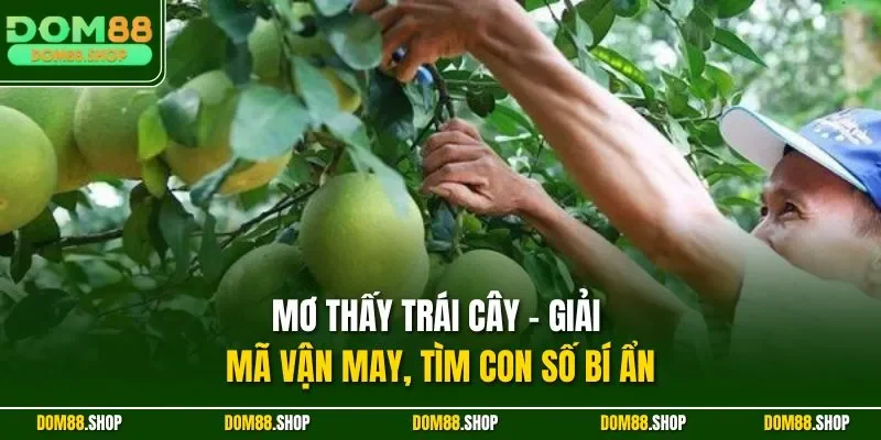 Mơ thấy trái cây - Giải mã vận may, tìm con số bí ẩn
