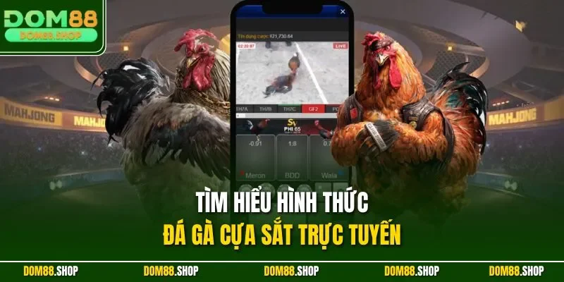 Tìm hiểu hình thức đá gà cựa sắt trực tuyến